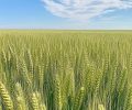 endless-wheat-field-stockcake