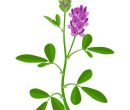 illustration-of-alfalfa-or-medicago-sativa-isolated-on-white-background-vector