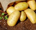 potatoes-vegetables-erdfrucht-bio-144248